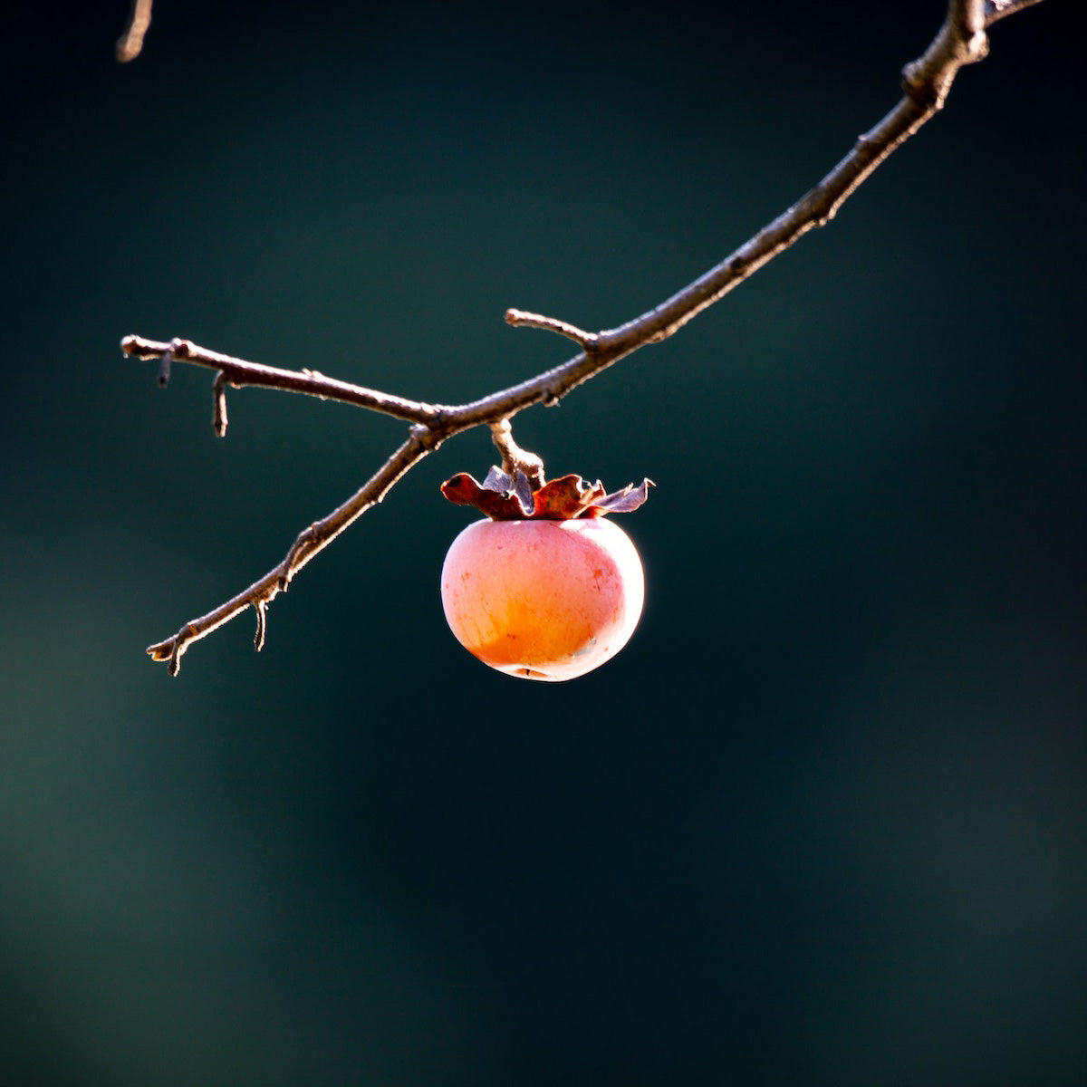 レザーペンケース｜柿渋染め – h&craft.